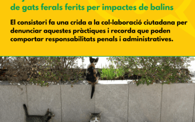 L’Ajuntament del Catllar alerta sobre casos de gats ferals ferits per impactes de balins