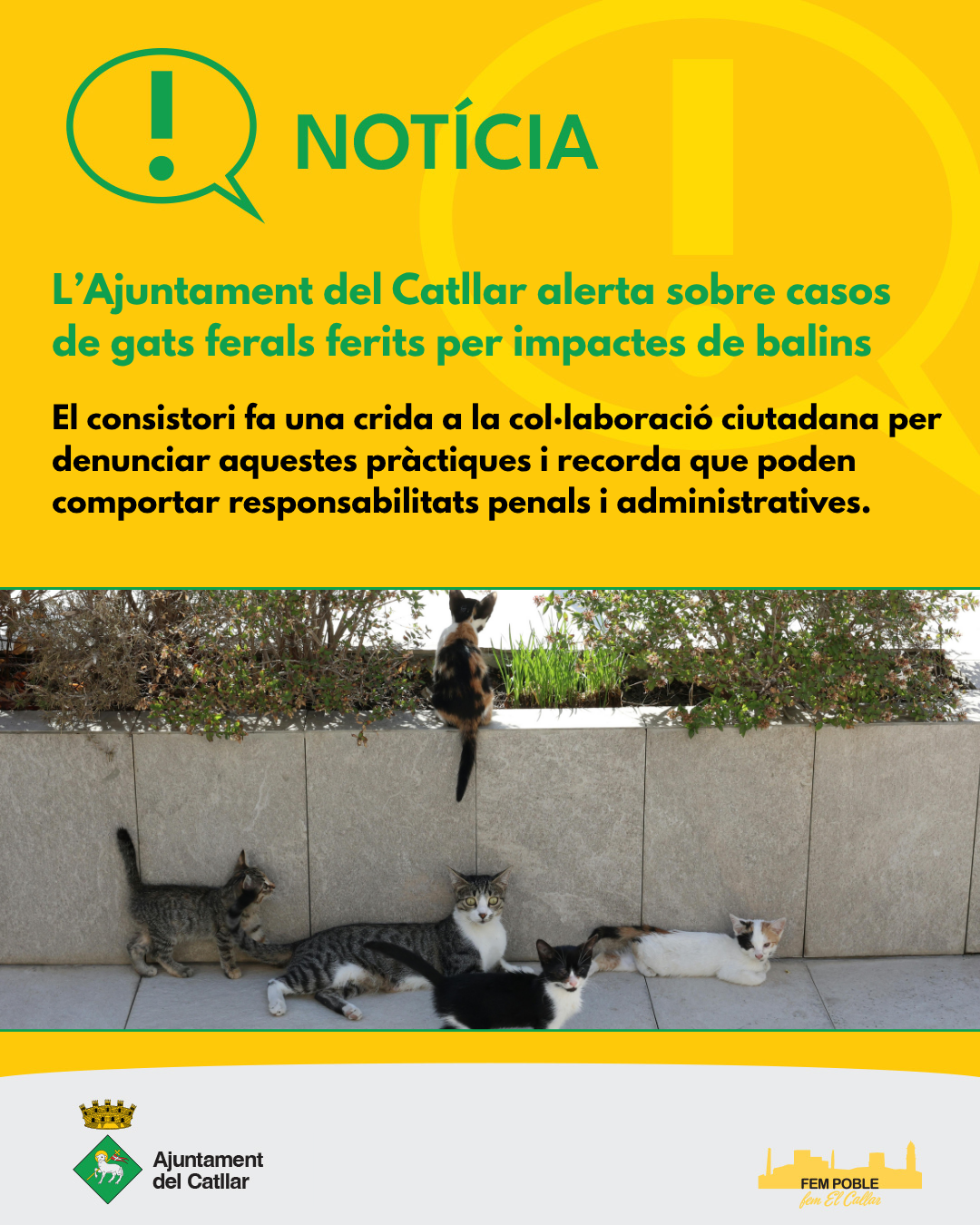 L’Ajuntament del Catllar alerta sobre casos de gats ferals ferits per impactes de balins